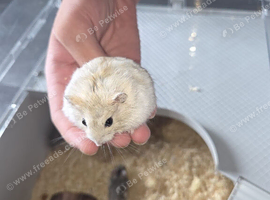 Beautiful baby hand tamed hamster