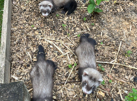 Baby ferrets ready soon