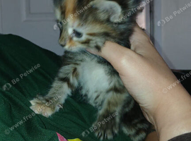 4 kittens