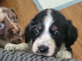 Cocker spaniel pups