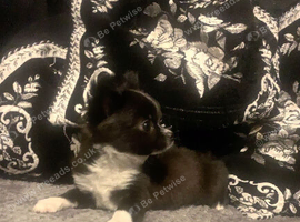 1 female pup