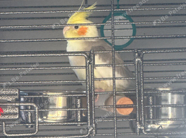 Cockatiels