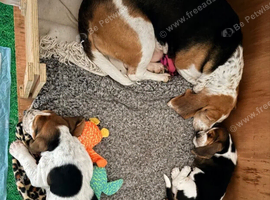 Beautiful Home Raised Basset Hound Puppies
