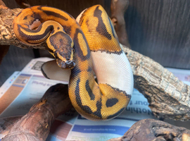 Pied Royal Pythons at Birmingham Reptiles