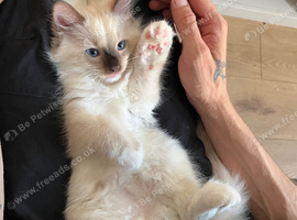 3 beautiful full ragdoll kittens
