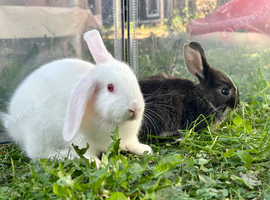 Beautiful baby rabbits looking for new home