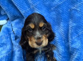 Show Cocker Spaniels looking for Homes
