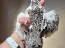 Celadon Quail MALES