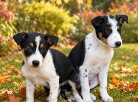 Puppies ready to go.
