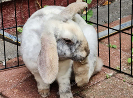 Mini rex x mini plush girl ready to go