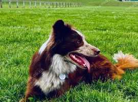 Border collie Red/white STUD