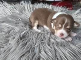 Amazing mini chihuahua puppies