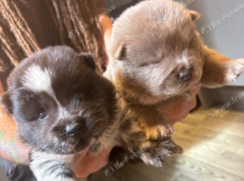 Beautiful Merle chow chow puppies