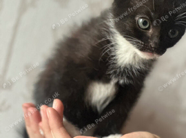 Black and white make kitten