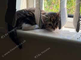 1 kitten