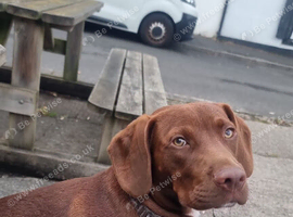 Cocker spaniel x staffie