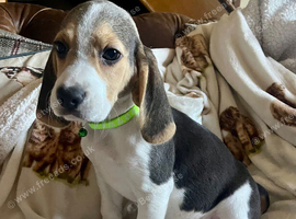 Full show type beagles