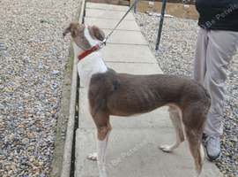Saluki x garyhoud