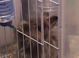 Destiny lion head rabbit