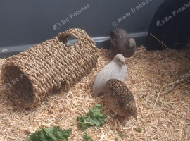 5 Chinese Painted Quail/ Button Quail