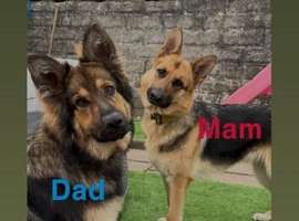 German shepherd puppies