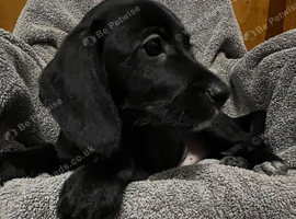 Absolutley gorgeous Cockapoo x puppies vaccinated
