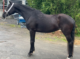 16hh registered Welsh partbred