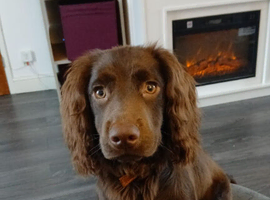 Teddy