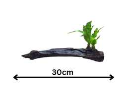 Java Fern attached to purple mahogany Driftwood apparently 30cm