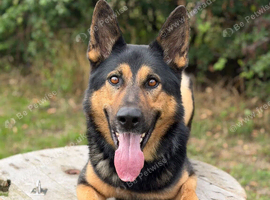 EXPERIENCED HANDLER REQUIRED
