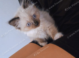 Ragdoll kittens for sale