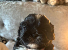 Shih Tzu puppies for sale