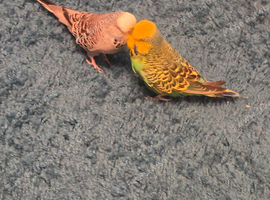 Bonded pair of budgies for sale