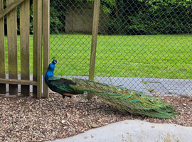 Indian blue black shouldered peacock pair
