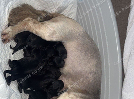 Lhasapoo puppies ready now
