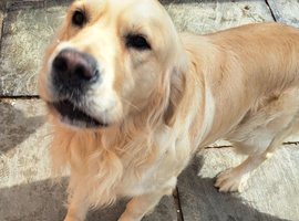 Golden retriever  boy