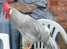 Silver leghorn free