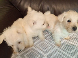 Westie puppies