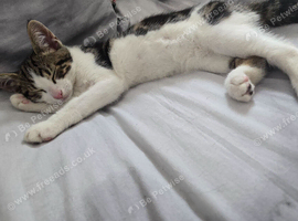 Rehoming my cat
