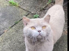 Open to offers as we need a home for him. Gccf active lilac male dna tested