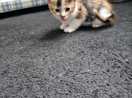 Beautiful kittens looking for loving homes.