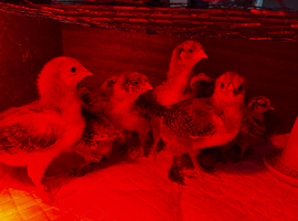 speckled plumage crossed with a silkie
