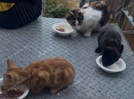 4 months Domestic shorthead kittens