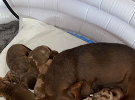 Lovely litter