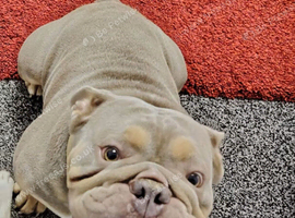 4yr old Male English Bulldog
