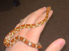 Corn snake