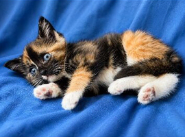BEAUTIFUL RAGDOLL X KITTENS