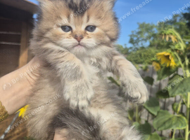 British Longhair & Shorthair