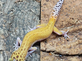 Eclipse Leopard Gecko at Birmingham Reptiles