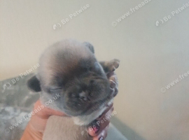 Puppies sale out this world